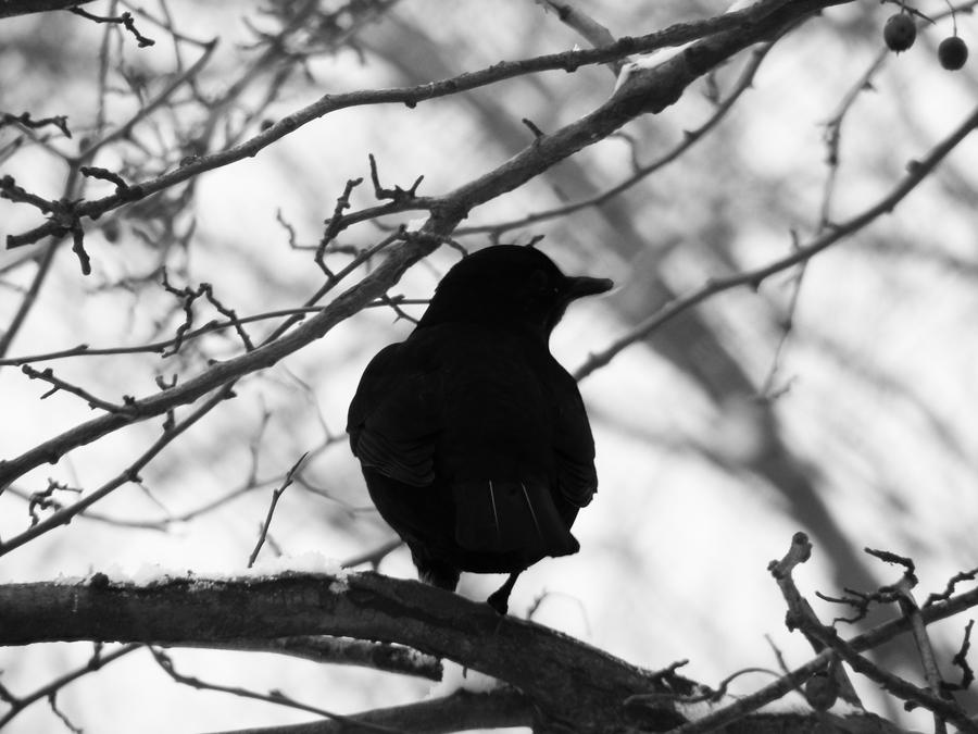 bird in a tree II