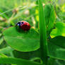 life of the lady bug