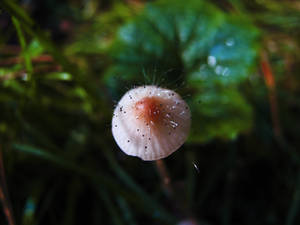 special mushroom