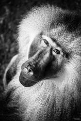 Monkey portrait