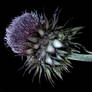 Flower of Scotland