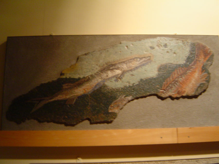 Roman Fish Drawing Ancient Roman Fish Mosaic 3 by loreleifan1 on DeviantArt