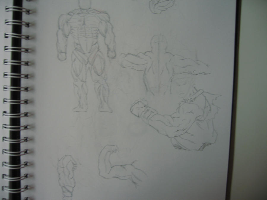 Dynamic Muscle Pencil Muscle Practice by Dawx22 on DeviantArt