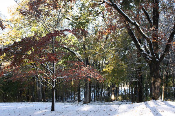 Tree of Snow