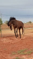 Bay gelding Stock