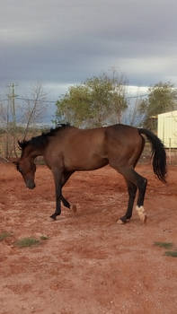 Bay gelding Stock2