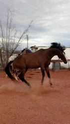 Bay gelding Stock 3