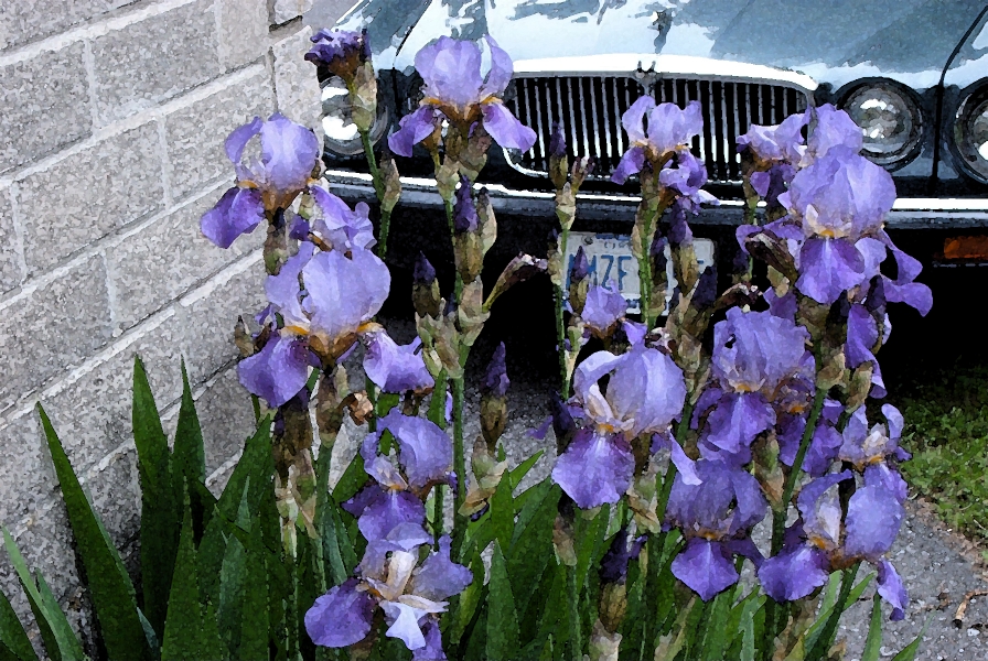 Iris Flowers and Car