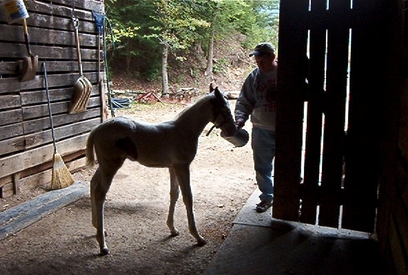 Feeding Time for Colt