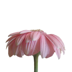 Pink Daisie png