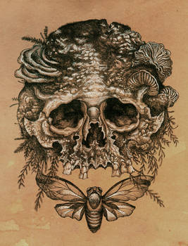 Skull with Cicada.
