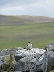 Whitebreasted Nuthatch