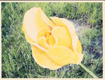 Yellow Rose of Oklahoma
