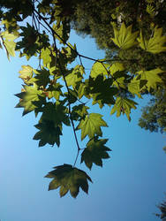 Tree Leaves