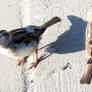 two birds waitning for meal