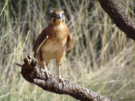 Desert Park - Brown Falcon