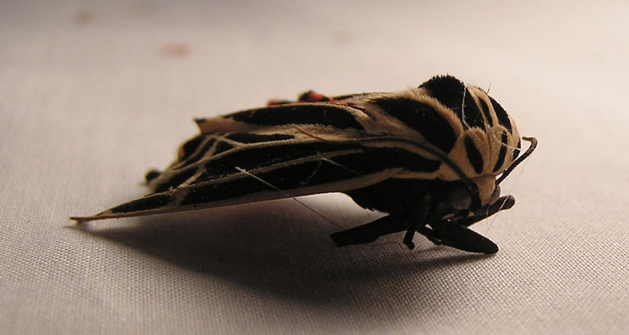 moth by Skellter on DeviantArt