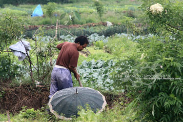 Harvest