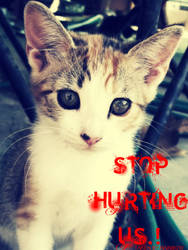 stop animal abuse