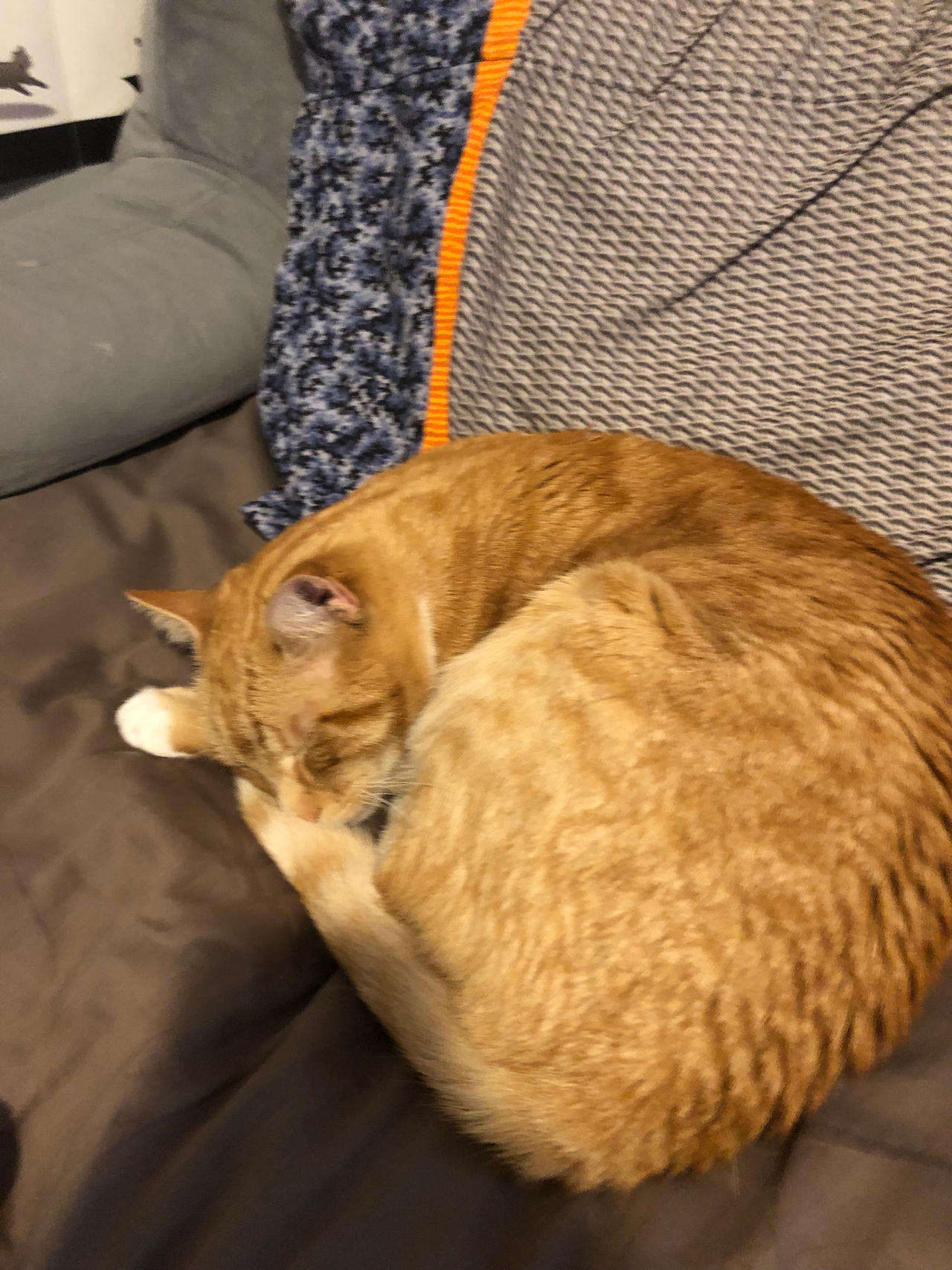 Cat roll by nolyo1 on DeviantArt