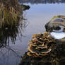 Glass sphere on stump at the lake
