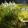 Glass sphere and flowers in the sunlight