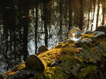 Sphere on mossy fallen tree