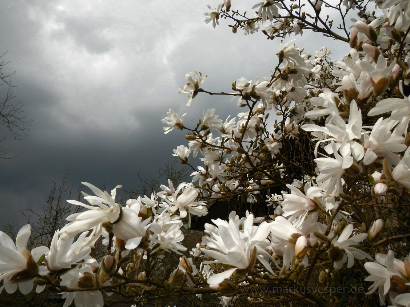 White bloom and dark sky