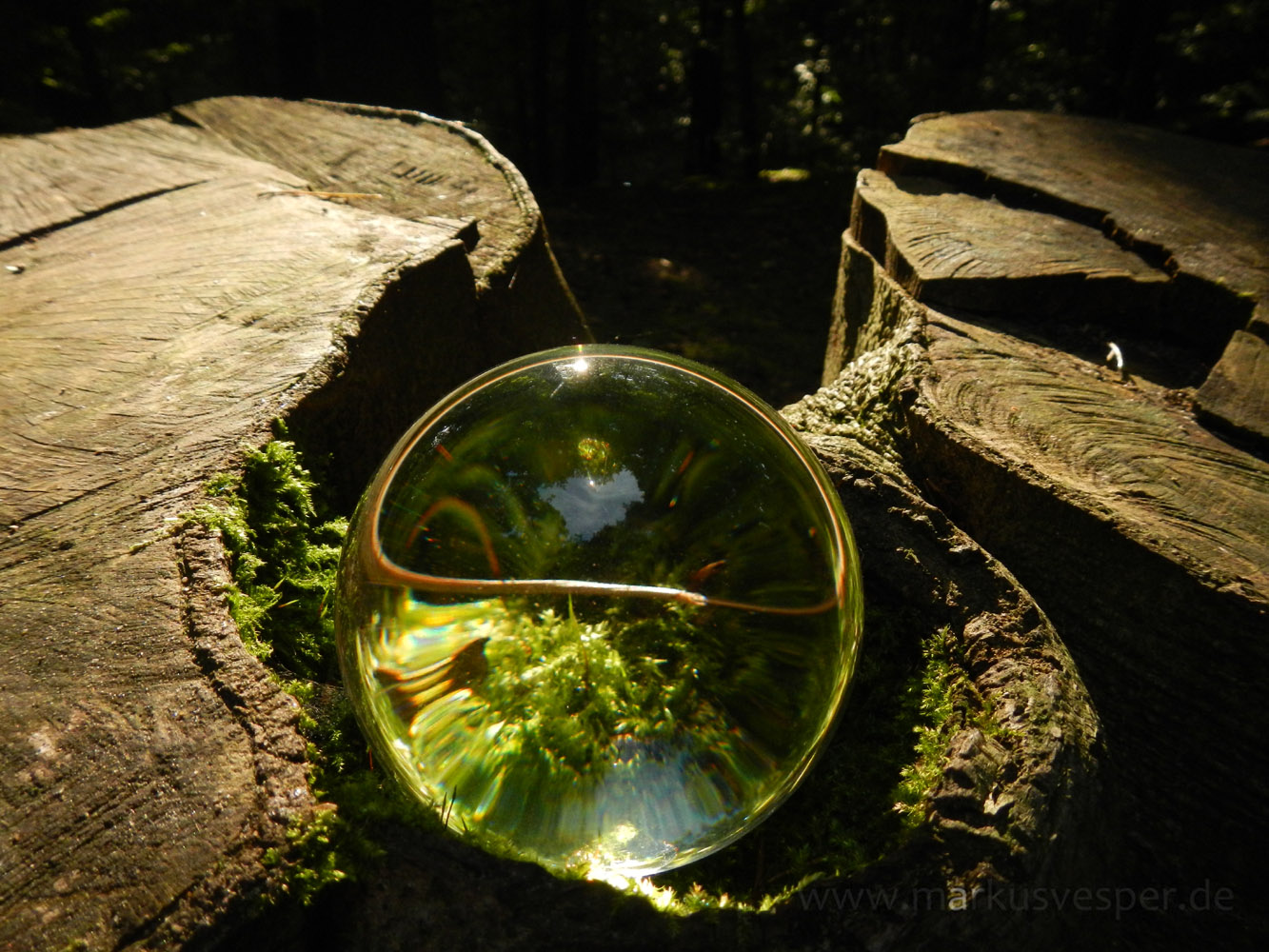 Glass sphere on stump in a forest