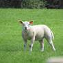 IMG56787654 Lamb watching me