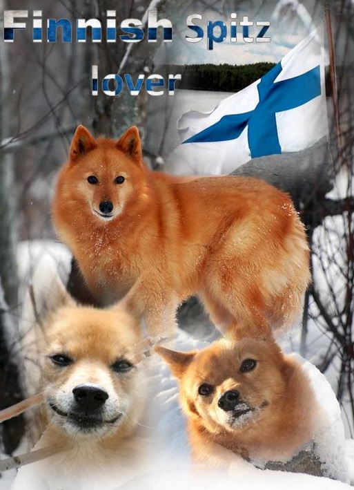 Finnish Spitz