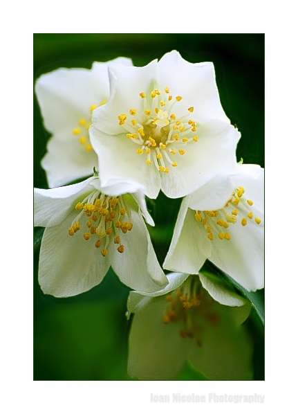 Pure white flower