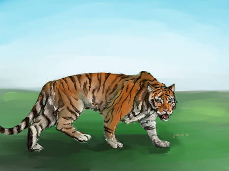 Tiger