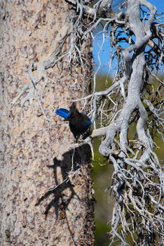 Stellar's Jay