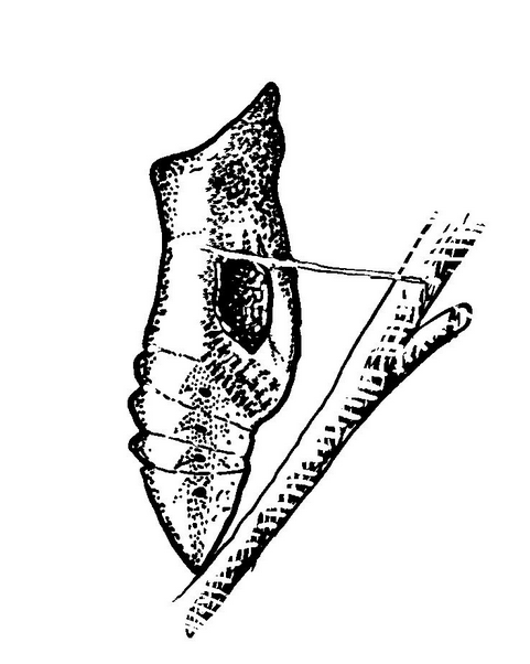 Chrysalis