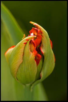 Spring Flowers I