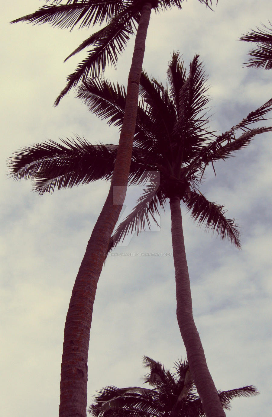 palms