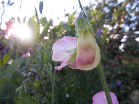 Campanula