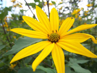 Helianthus tuberosus