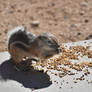 Antelope Squirrel (Ammospermophilus)