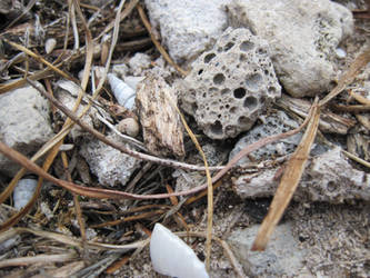 Rottnest- twigs and stones