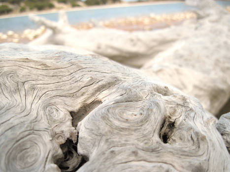 Rottnest - white tree