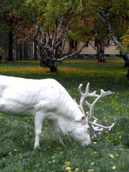 White reindeer