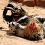 Beach Bum, Jungle Fowl