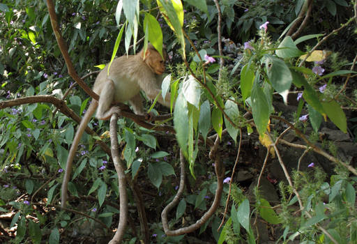 Bonnet Macaque Monkey 4