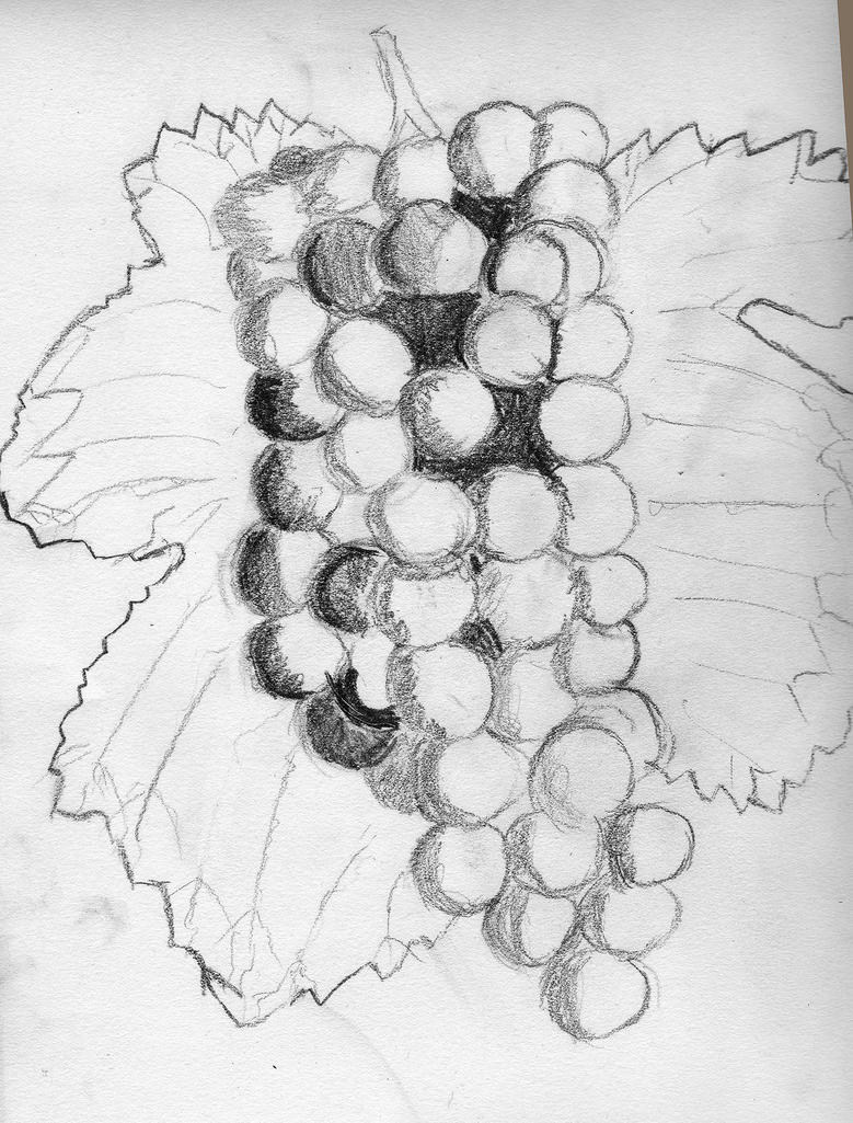 Митрохин виноград рисунок