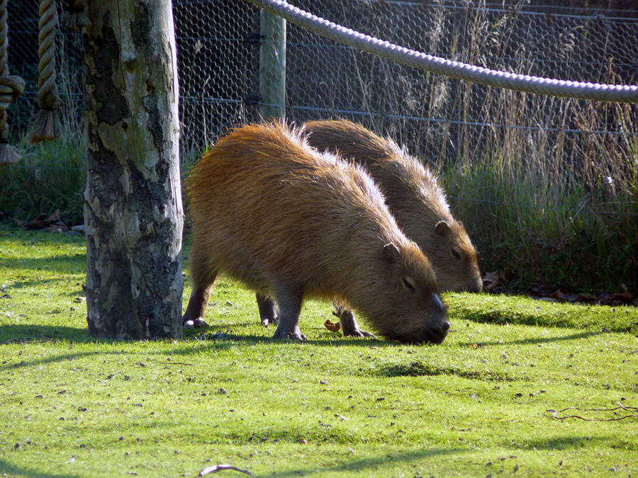 Big Guinea Pigs By BloodOnALoveNote On DeviantArt big-guinea-pigs-by-bloodonalovenote-on-deviantart