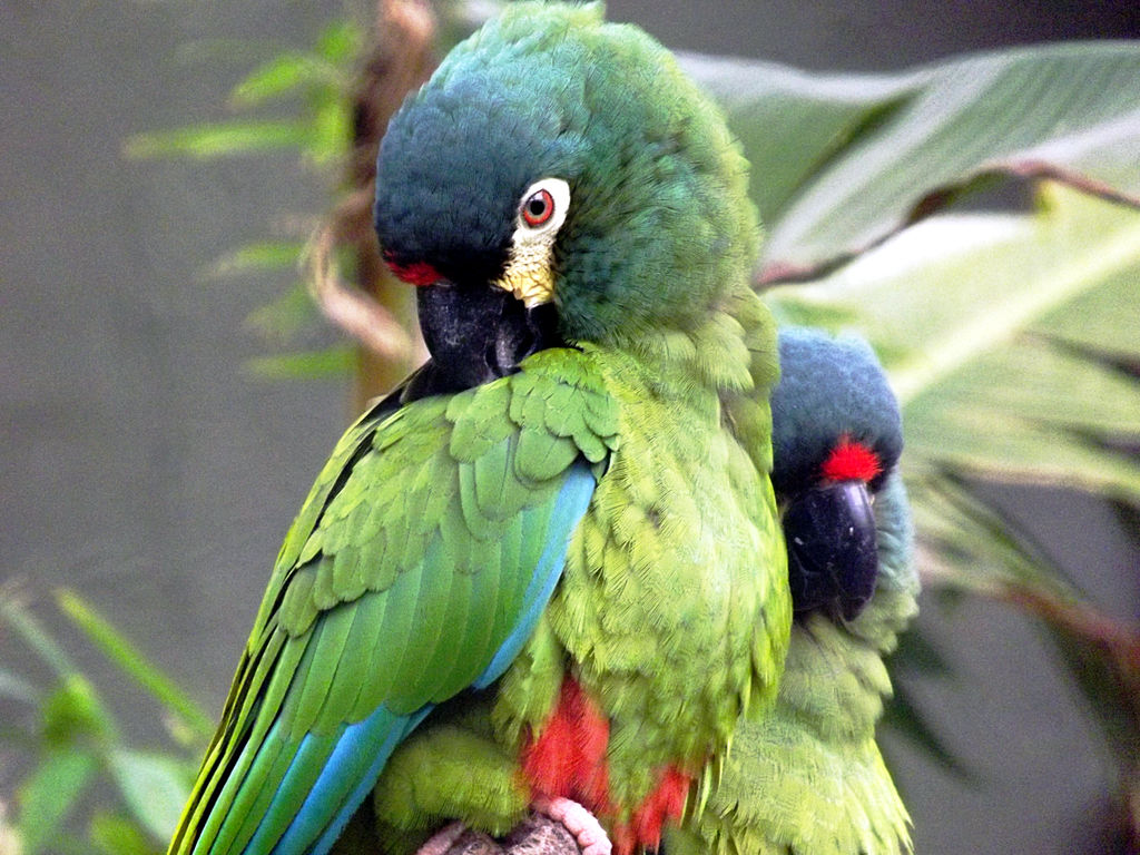 Preening Perfection