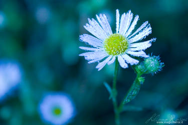 . Daisy Drops .