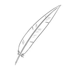 Feather without color